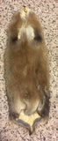 Tanned Muskrat
